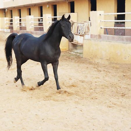The Farm - Hotel & Horse Riding Kairo Exterior foto