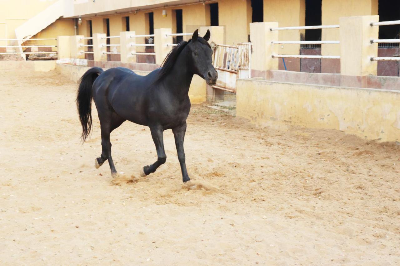 The Farm - Hotel & Horse Riding Kairo Exterior foto